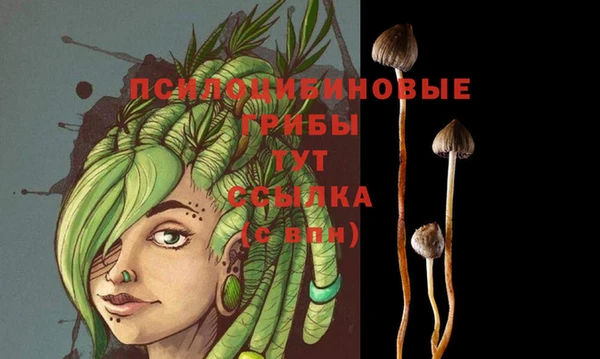 сатива Аркадак